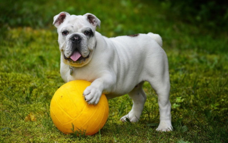 Apprendre à son chien à donner son jouet