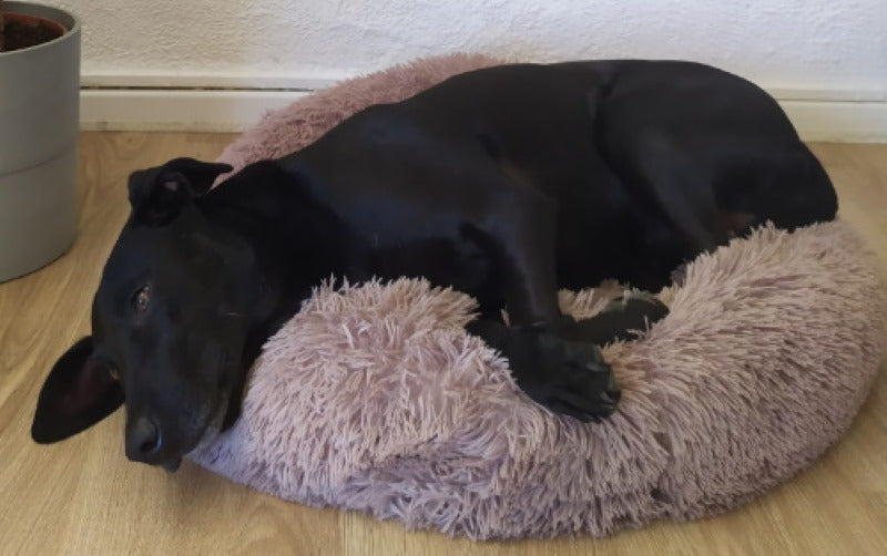 Choisir le bon panier pour votre chien