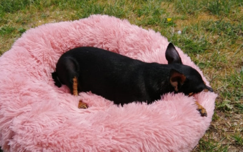 Où faire dormir son chien ?