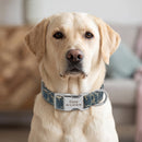 Collier coloré COCO personnalisable, porté par un chien