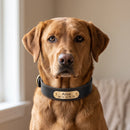 Collier en cuir Alice personnalisable pour chien, noir, porté par un chien