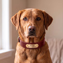 Collier en cuir Alice personnalisable pour chien, rouge, porté par un chien