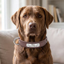 Collier en cuir personnalisable, marron, porté par un chien