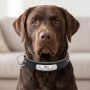 Collier en cuir personnalisable, noir, porté par un chien