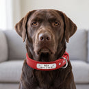 Collier en cuir personnalisable, rouge, porté par un chien