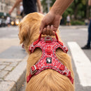 Harnais coloré en H pour chien, rouge, en utilisation