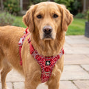 Harnais coloré en H pour chien, rouge, porté par un chien