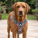 Harnais coloré en H pour chien, turquoise fleuri, porté par un chien
