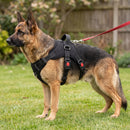 Harnais pour chien avec poignée, noir, porté par un chien