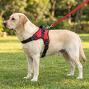 Harnais pour chien avec poignée, rouge, porté par un chien