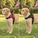 Harnais pour chien avec poignée, comparatif des coloris
