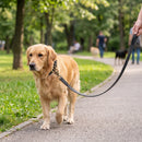 Laisse en cuir Alice pour chien, noir, en utilisation