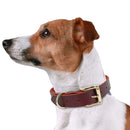 Collier en cuir brut pour chien