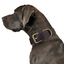 Collier en cuir brut pour chien