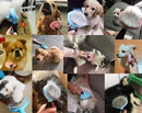 Brosse de toilettage pour chien et chat